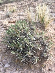 Eriogonum flavum