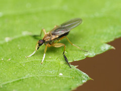 Platypalpus discifer