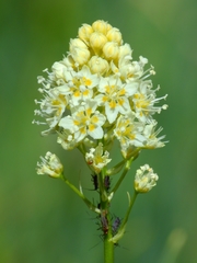 Toxicoscordion venenosum venenosum