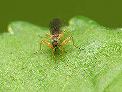 Platypalpus discifer