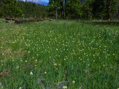 Toxicoscordion venenosum venenosum