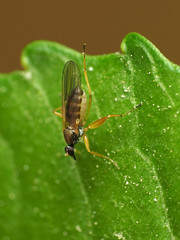 Platypalpus discifer