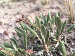 Eriogonum flavum