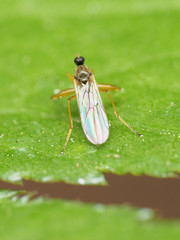 Platypalpus discifer