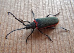 Desmocerus aureipennis