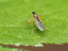 Platypalpus discifer