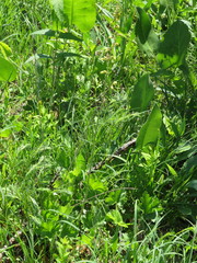 Heuchera richardsonii