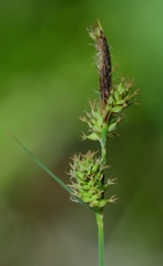 Carex serratodens