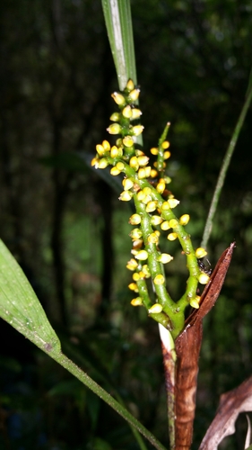 Dypsis coriacea