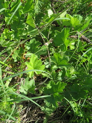 Heuchera richardsonii