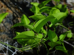 Smilax californica