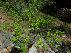 Smilax californica