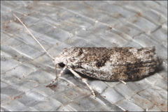 Lichenaula onychotypa