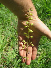Heuchera richardsonii