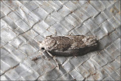 Lichenaula onychotypa