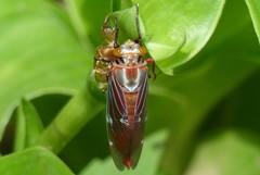 Balinta tenebricosa
