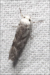 Lichenaula onychotypa