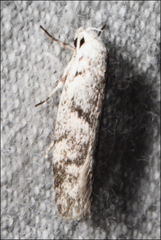 Lichenaula onychotypa