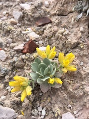 Physaria didymocarpa lanata