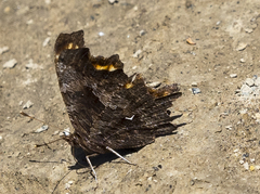 Polygonia oreas