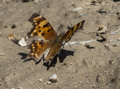 Polygonia oreas