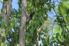 Melanerpes portoricensis