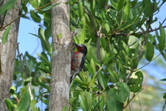 Melanerpes portoricensis