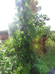Aristolochia ringens