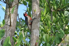 Melanerpes portoricensis