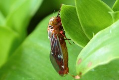 Balinta tenebricosa