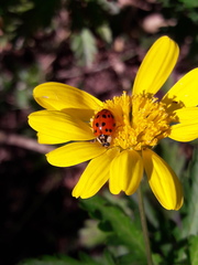Harmonia axyridis