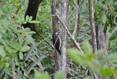 Melanerpes portoricensis