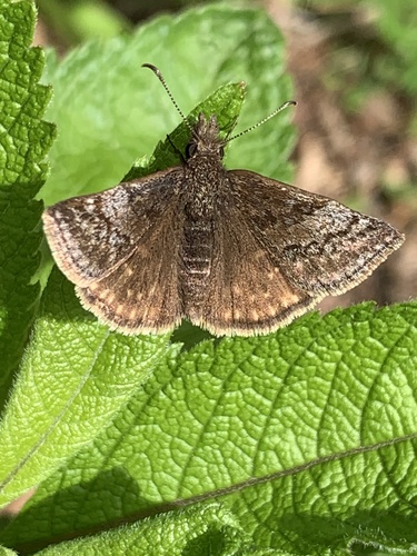 Dreamy Duskywing photo 4