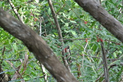 Melanerpes portoricensis