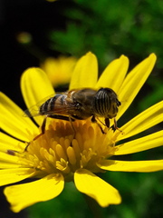Eristalinus taeniops