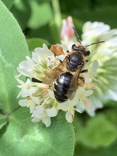 Wilke's Mining Bee photo 4