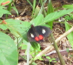 Mimoides ilus branchus