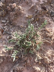 Oxytropis lagopus