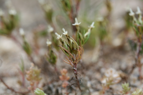 Image of Rhodanthe pygmaea by (c) Kym Nicolson, some rights reserved (CC BY)