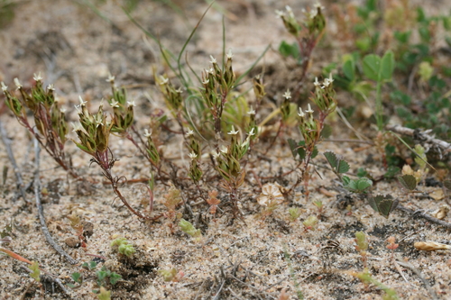 Image of Rhodanthe pygmaea by (c) Kym Nicolson, some rights reserved (CC BY)