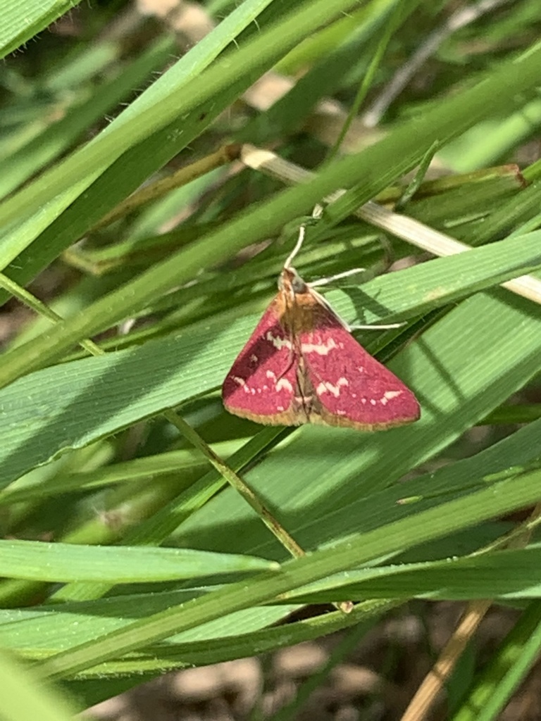 Raspberry Pyrausta Moth