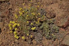 Eriogonum prociduum