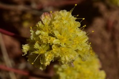 Eriogonum prociduum
