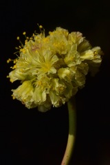 Eriogonum prociduum