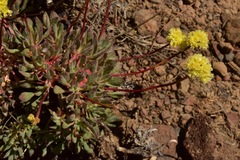 Eriogonum prociduum