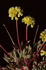 Eriogonum prociduum