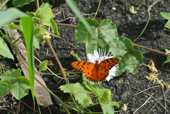 Dione vanillae insularis