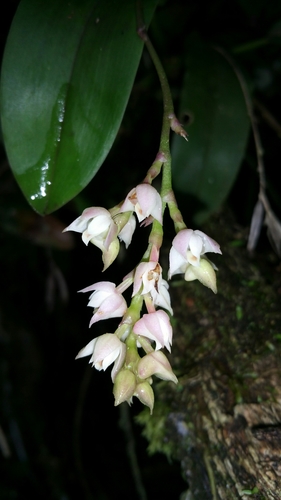 Powder Orchid
