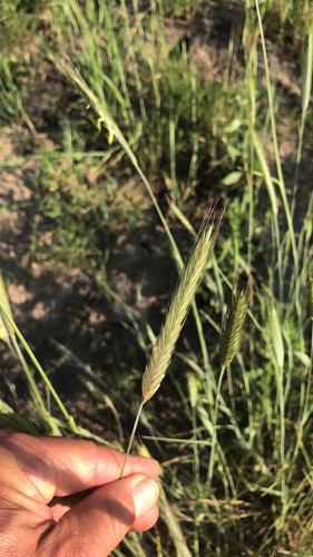Hordeum pusillum iNat (3)