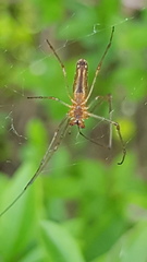 Tetragnatha